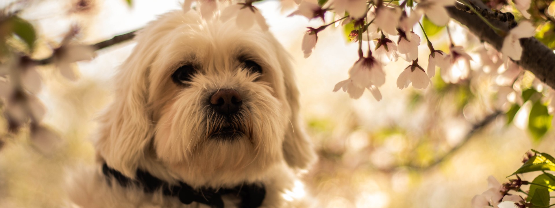 cute white dog under a blossom tree